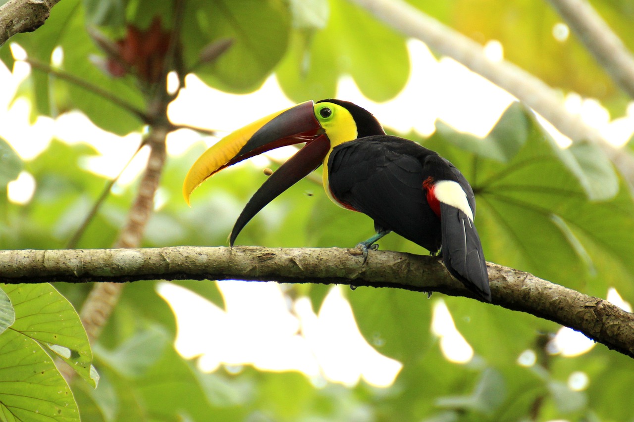 7 días en Costa Rica: ¡Explora lo mejor que el país tiene para ofrecer!