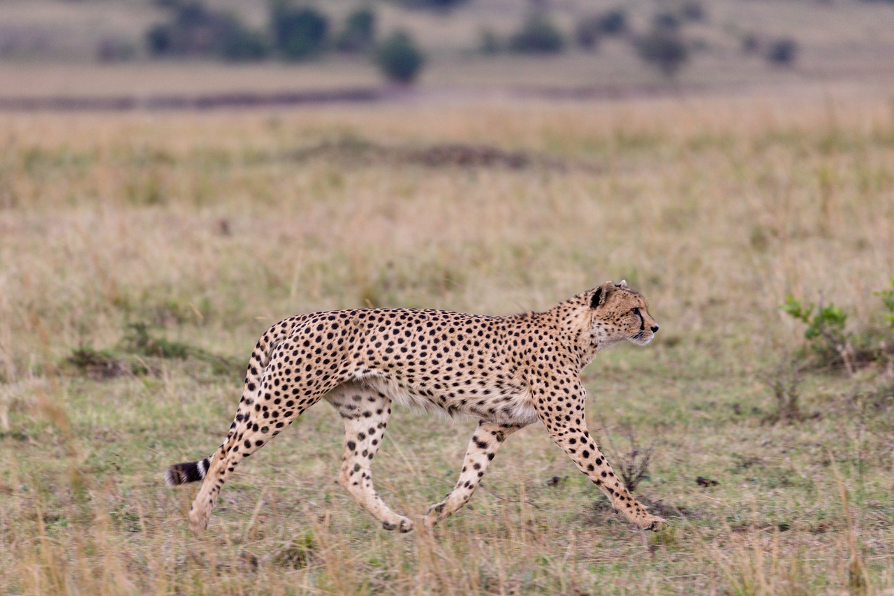 Descubriendo el mundo de los Masai: ¿Qué hacen?