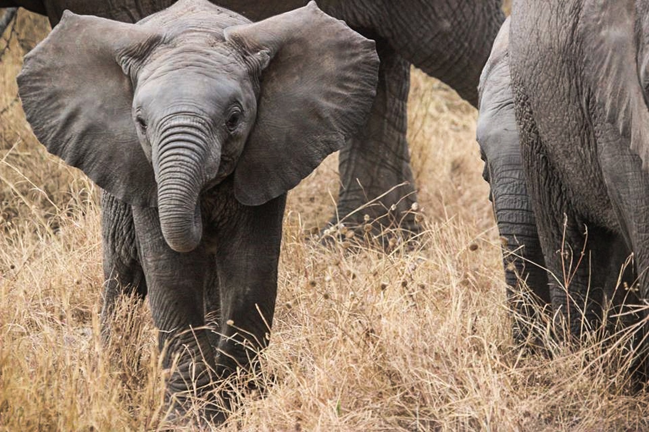 ¿Cuál es el mejor momento para explorar el Serengeti?