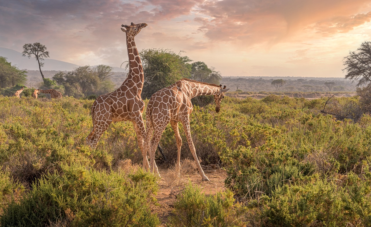 ¿Por qué el mejor momento para disfrutar de un safari en Kenia es ahora?