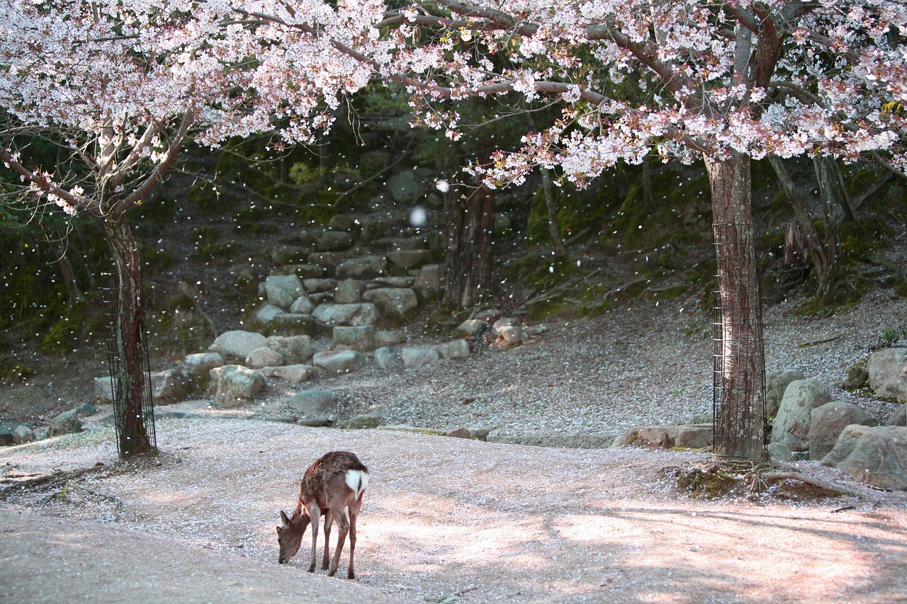 miyajima