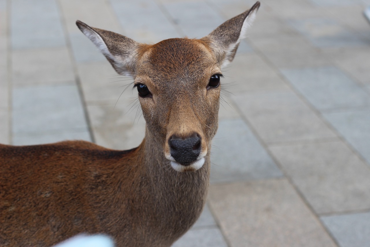 nara