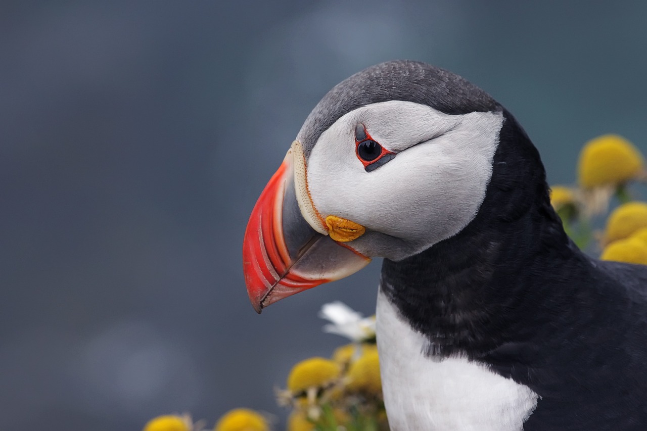 Descubre la mejor época para viajar a Islandia