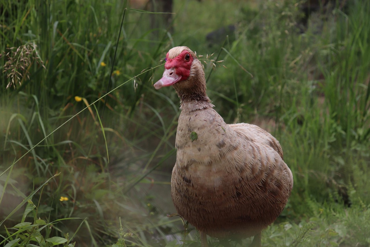 ¿Cómo preparar un paté de canard?