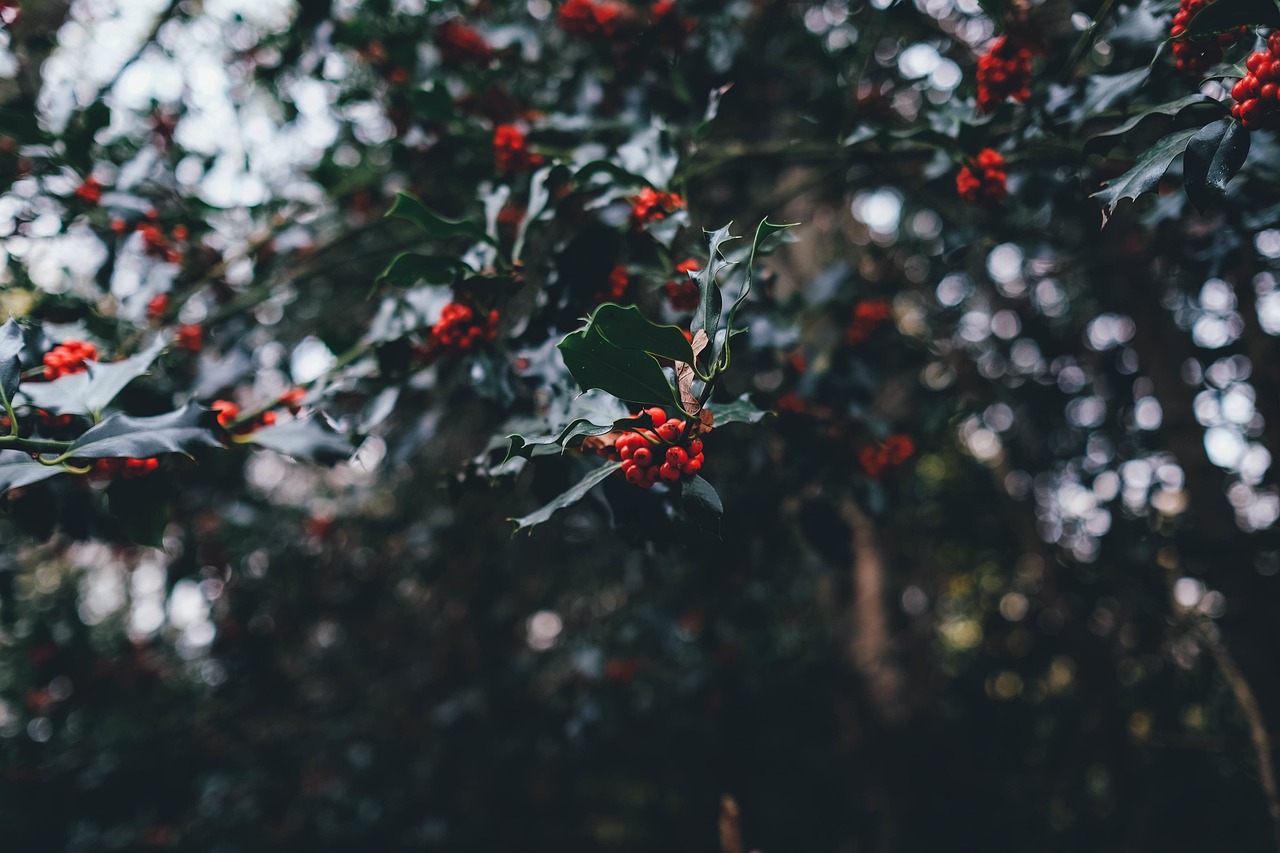 Descubre qué hacer en Málaga durante las Navidades