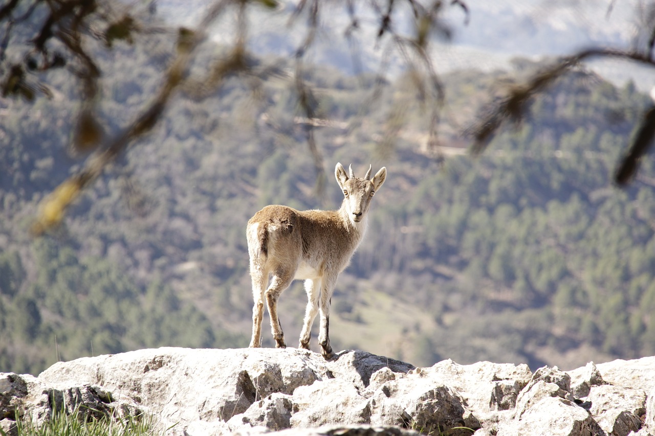 Descubriendo la Sierra de Cazorla: ¡No te lo puedes perder!