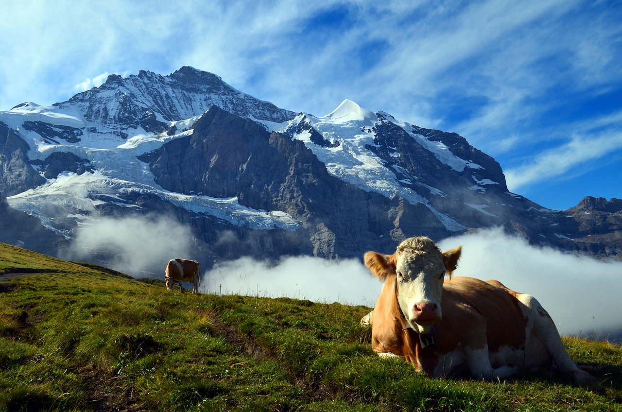 Descubre qué hacer en Grindelwald durante el invierno