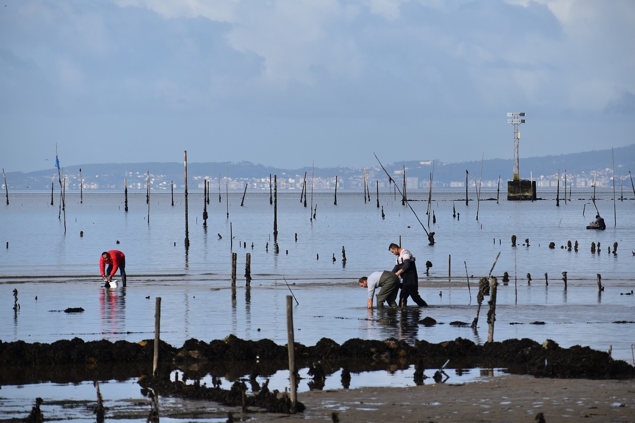 Descubriendo la ría de Arousa: ¿Dónde comienza su recorrido?