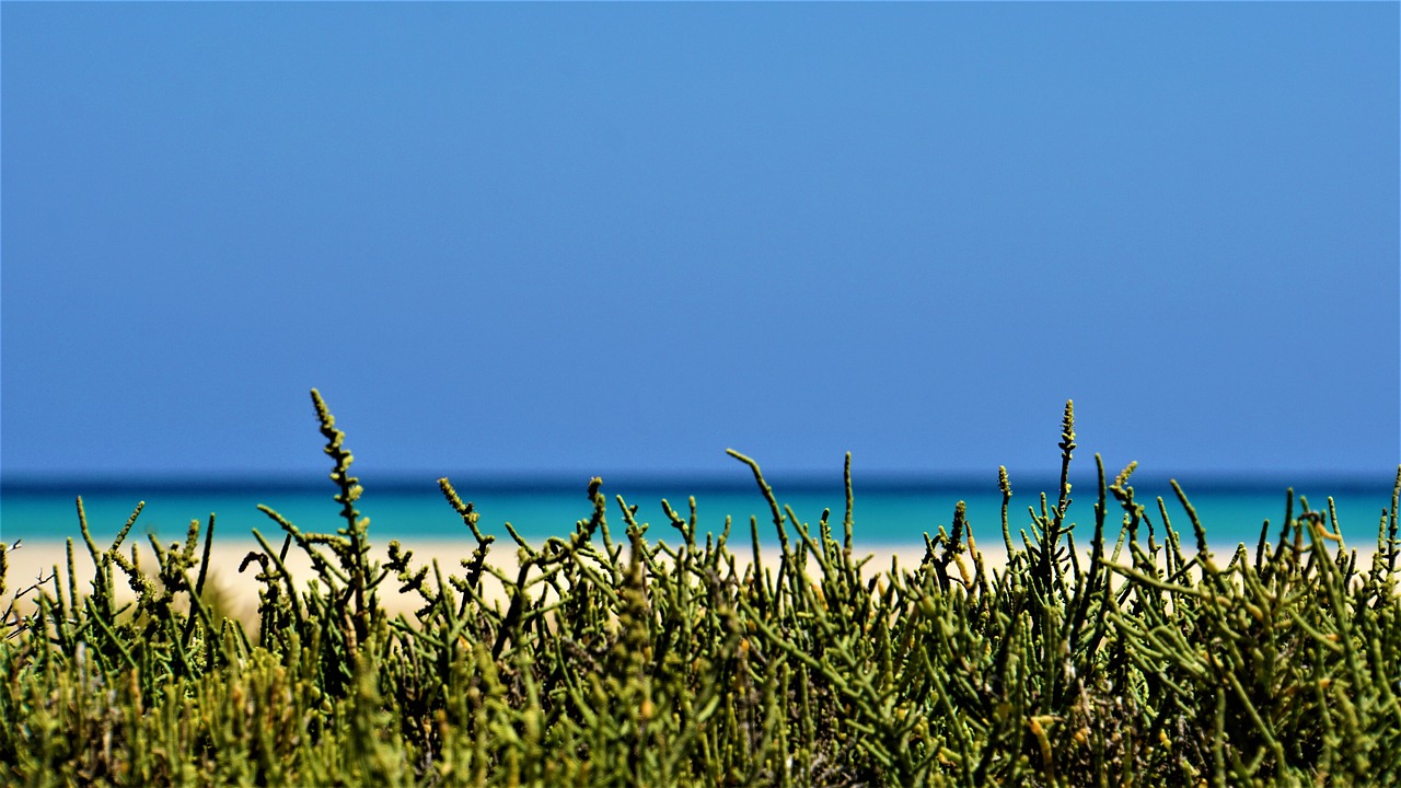 Fuerteventura: ¡No te pierdas estas maravillas!