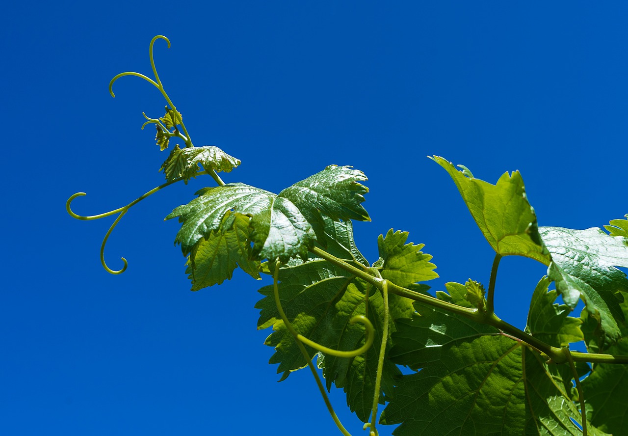 La Capital de La Rioja: ¿Cuál es?