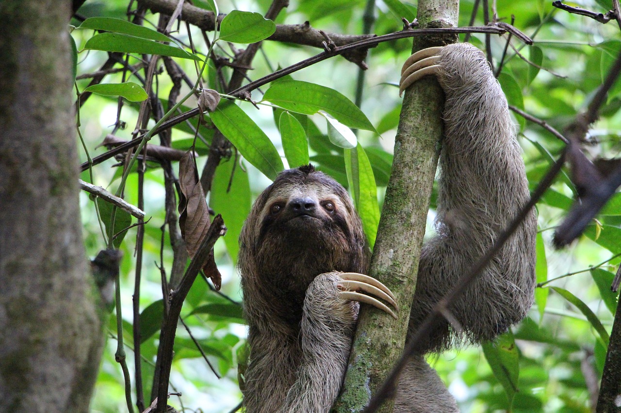 Descubre la Mejor Época para Viajar a Costa Rica con el Menor Costo