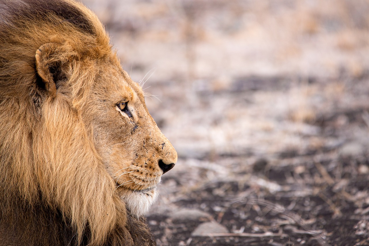 Descubre la Mejor Fecha para Visitar Sudáfrica