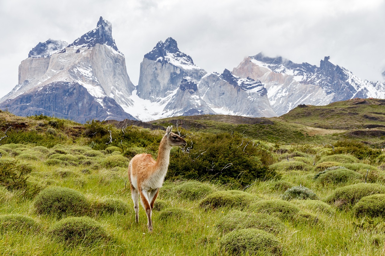 ¿Cuánto cuesta visitar las Torres del Paine?