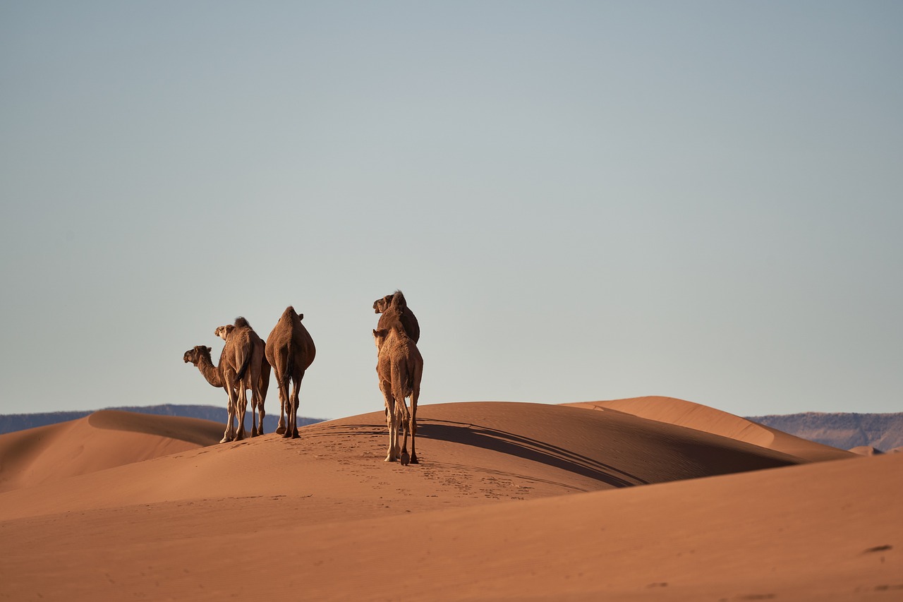 Descubriendo la belleza de Marruecos: ¡Explorando sus mejores lugares!