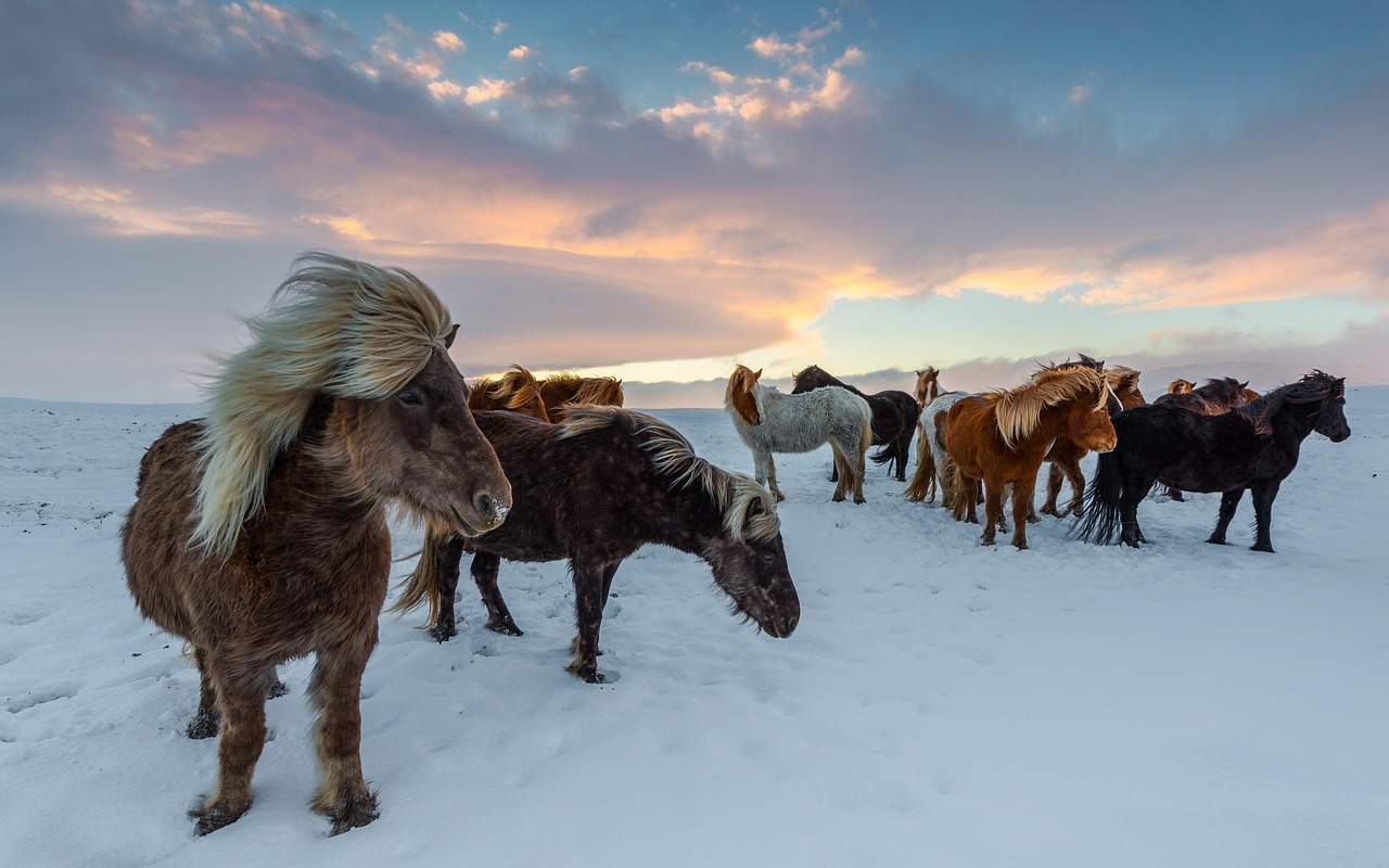Descubriendo la Comida Tradicional de Islandia