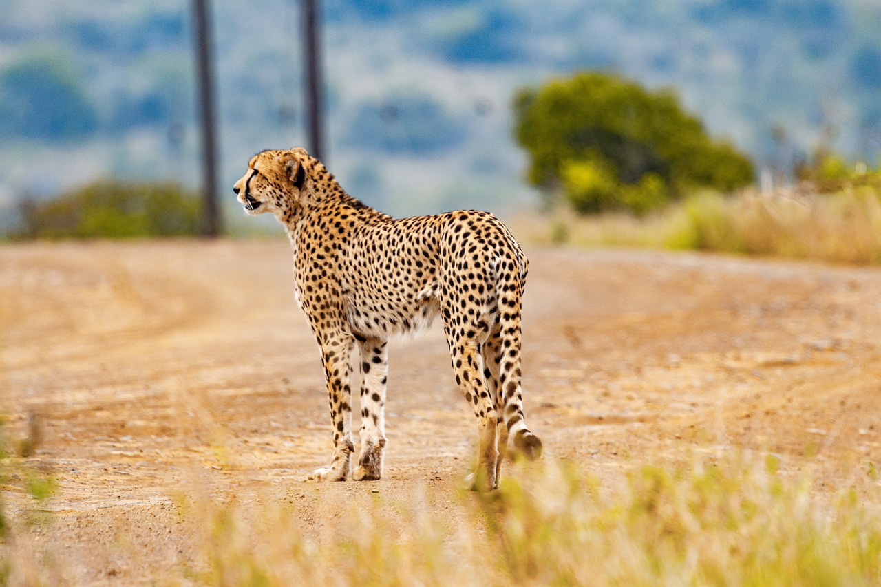 Descubre Cuál es el Mejor Mes para Viajar a Kenia