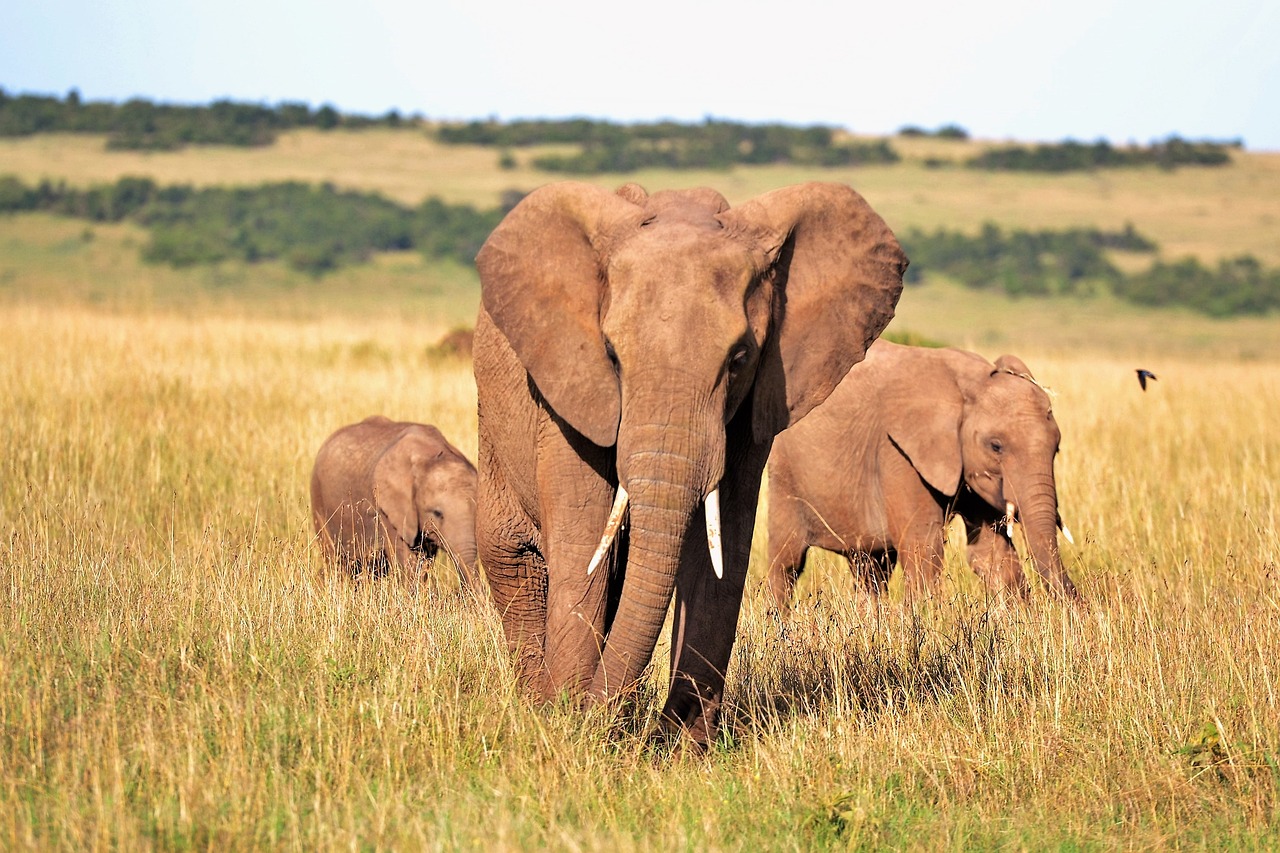 Explorando la mejor época para visitar Kenia y Tanzania