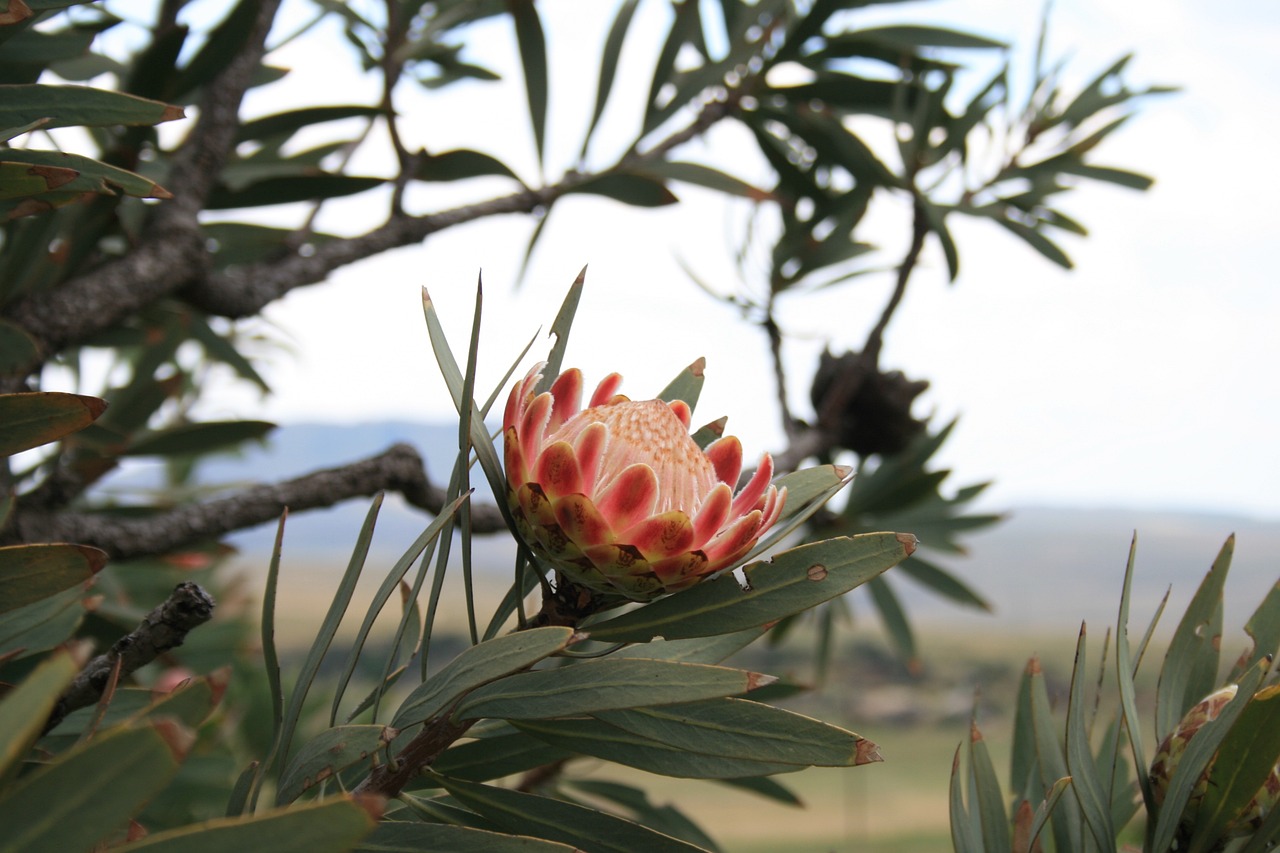 La Flor Nacional de España: ¿Cuál Es?