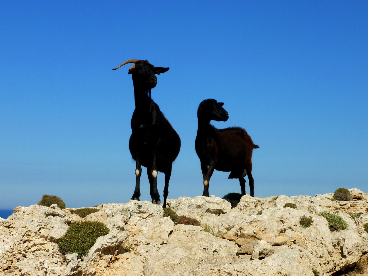 Descubre las delicias culinarias típicas de Menorca